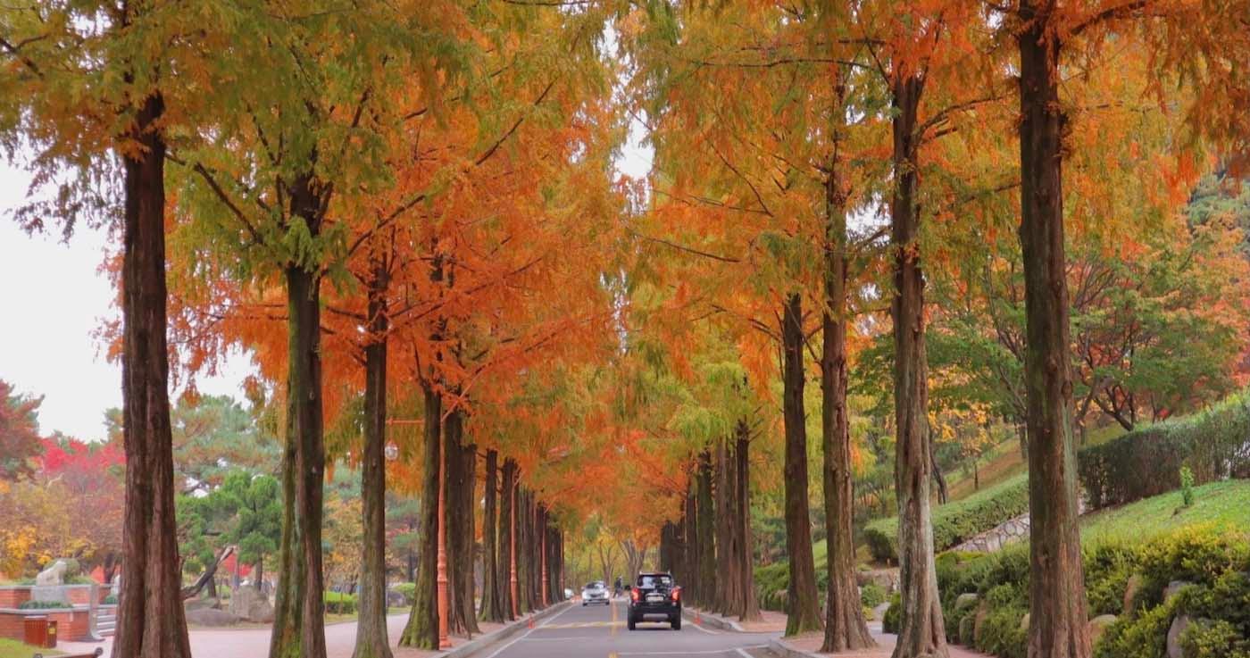 สถานที่ท่องเที่ยวช่วงฤดูใบไม้ร่วงของเมืองแทกู