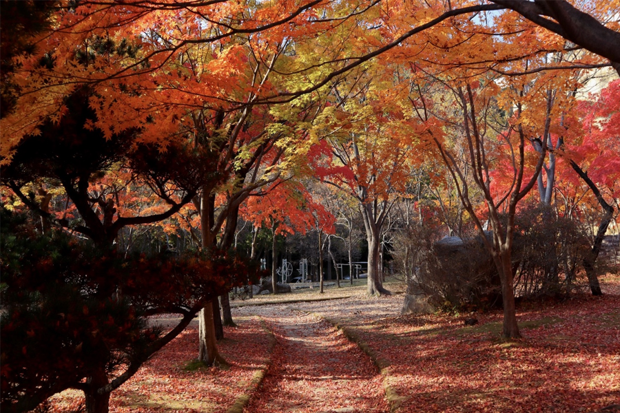 韓國大邱 楓葉 推薦景點