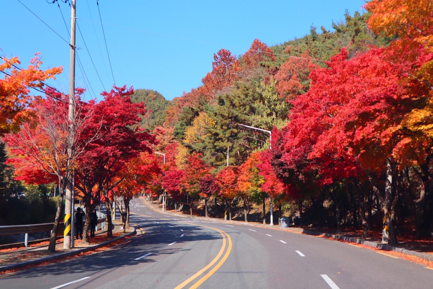 ใบไม้ร่วงเกาหลี