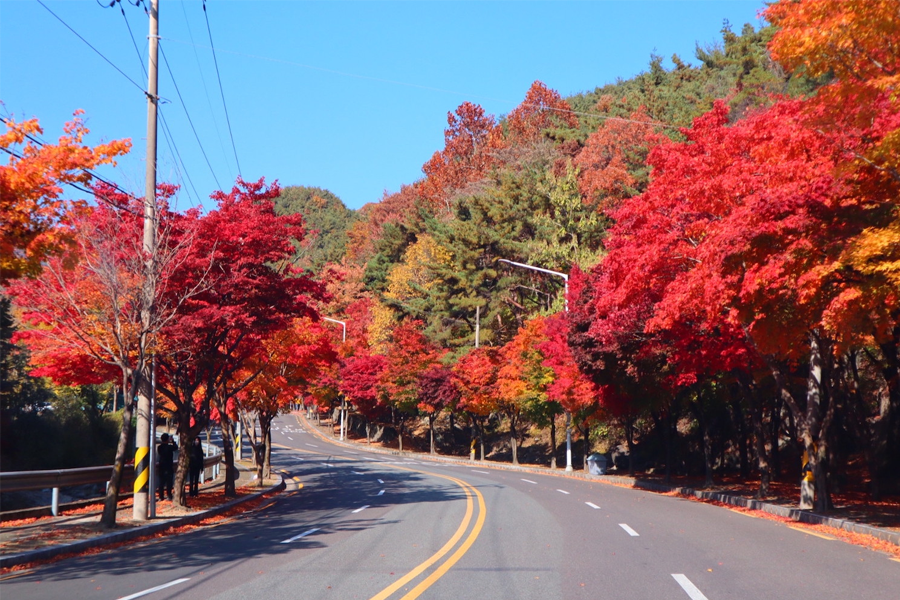 大邱楓葉景點 2025