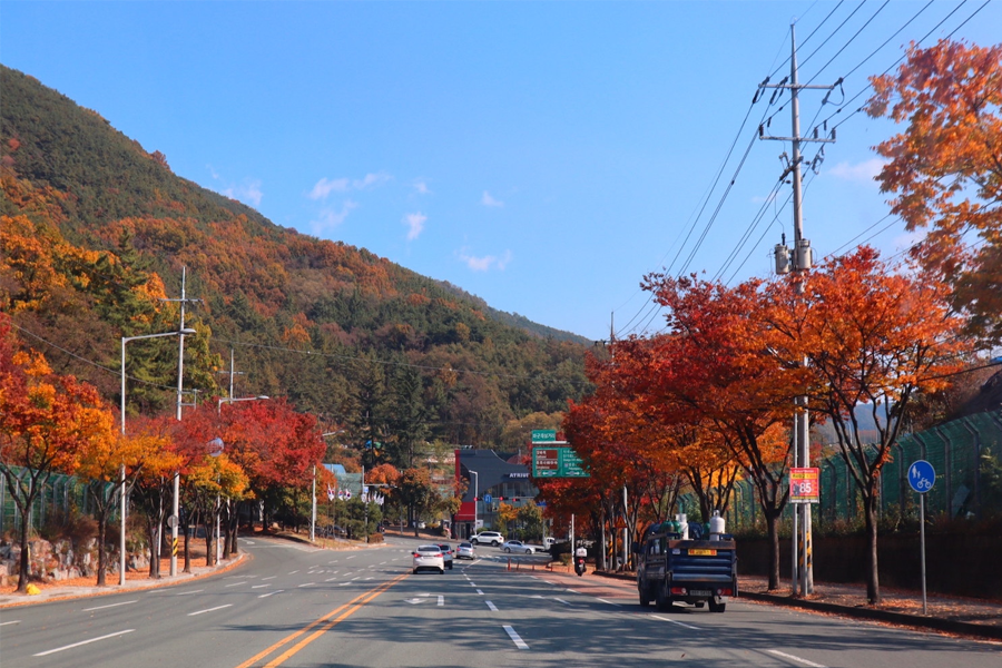 大邱 2025 楓葉
