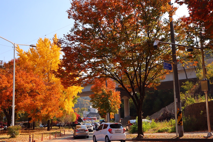 2025 韓國楓葉 大邱