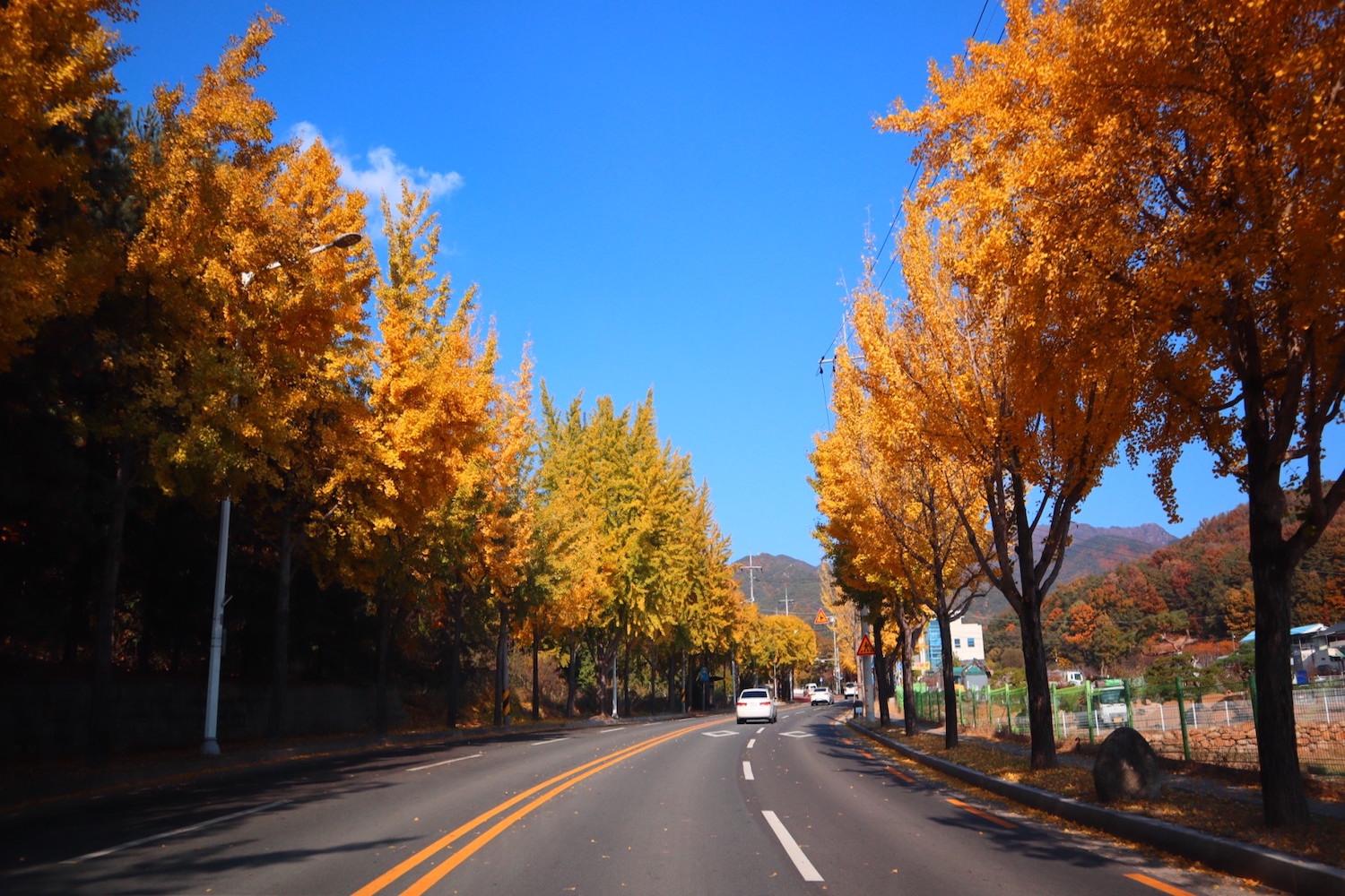 ใบไม้ร่วงเกาหลี