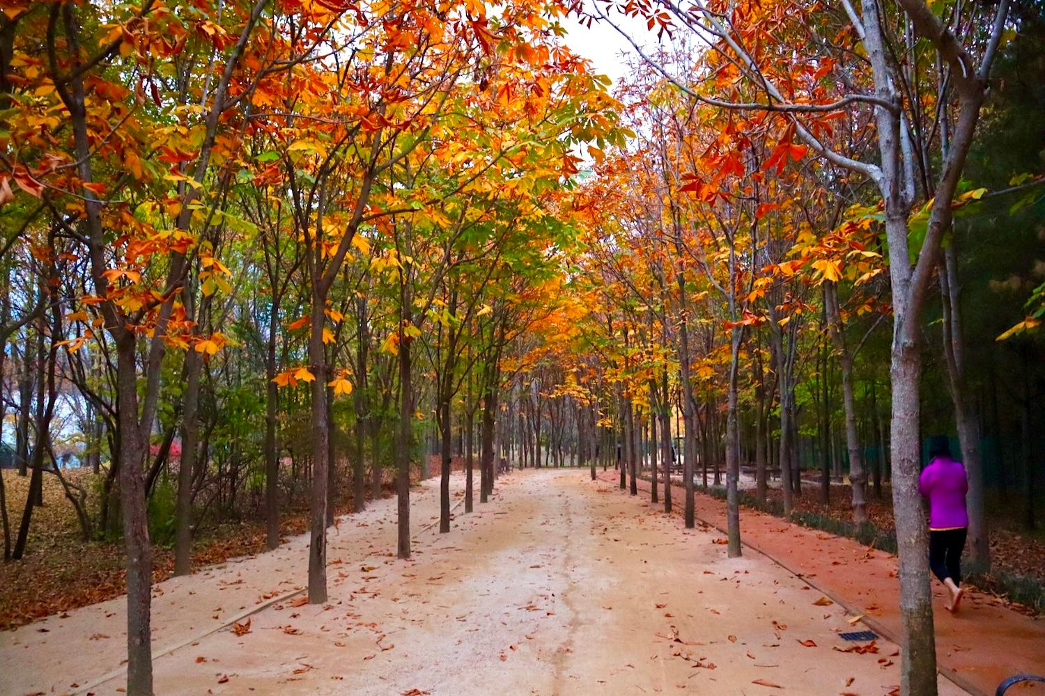 เที่ยวเกาหลี