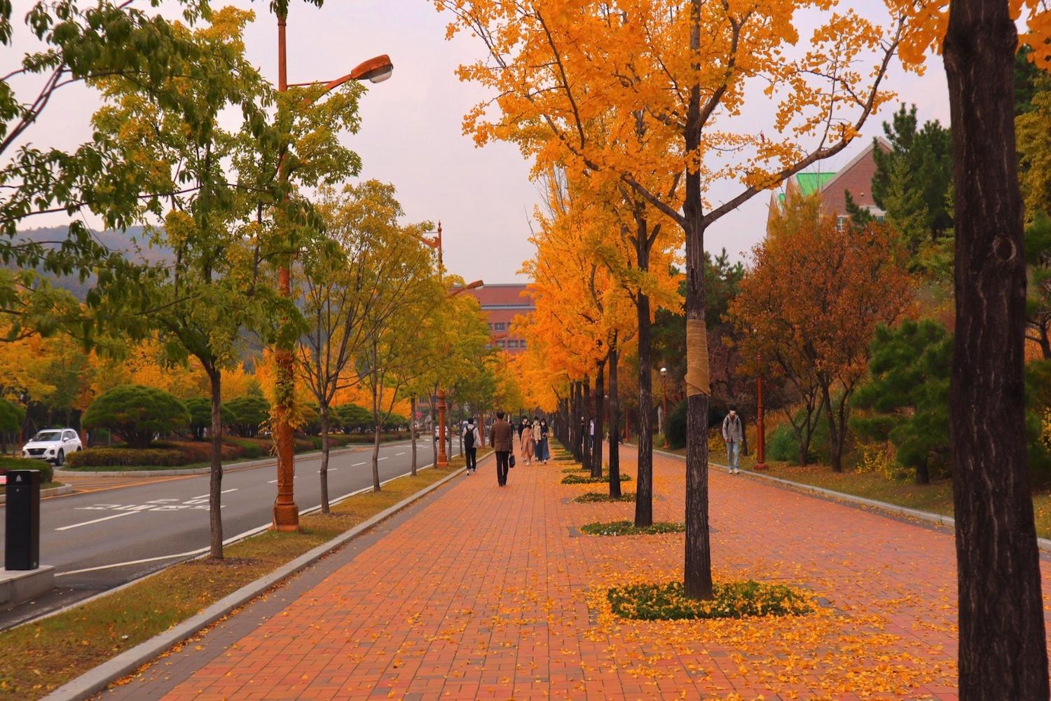 มหาวิทยาลัยเกาหลีสวย