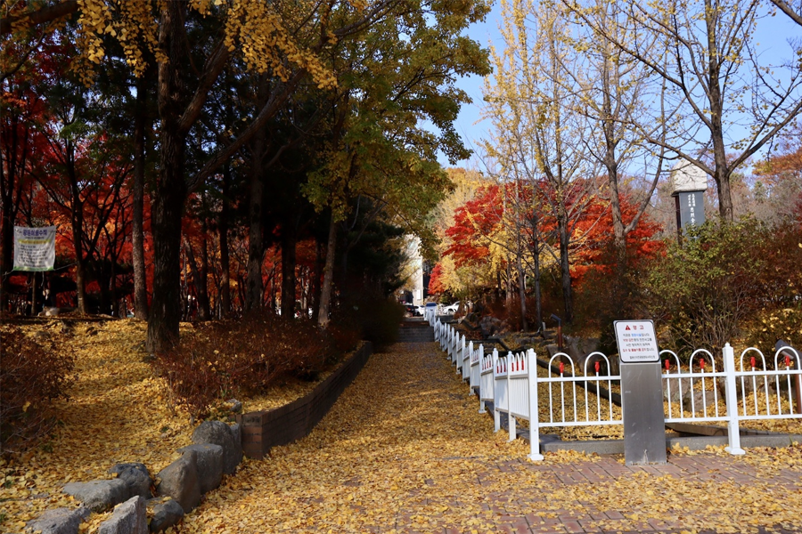 韓國 推薦 大邱 楓葉景點