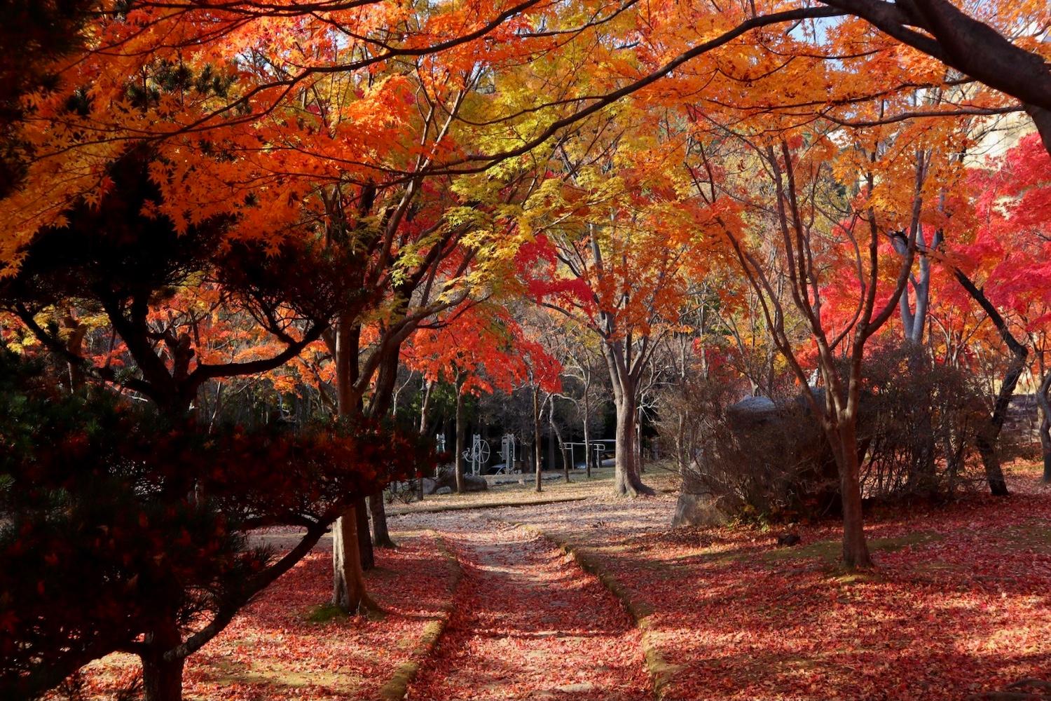 เที่ยวเกาหลีด้วยตัวเอง