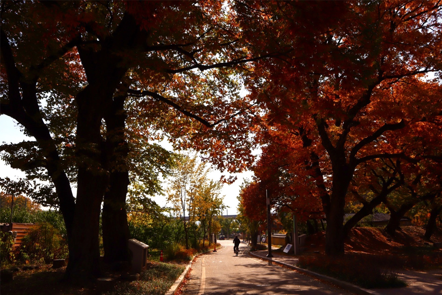 韓國大邱 楓葉 楓樹