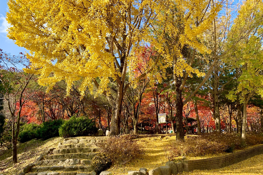 大邱 推薦 賞楓景點