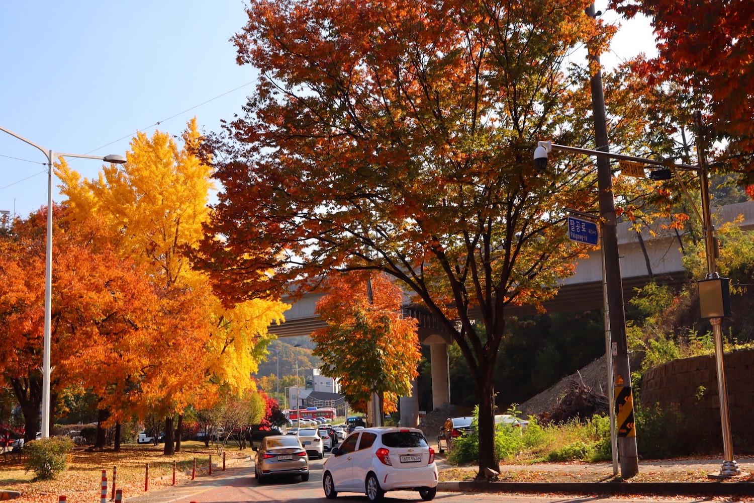 ใบไม้ร่วงเกาหลี