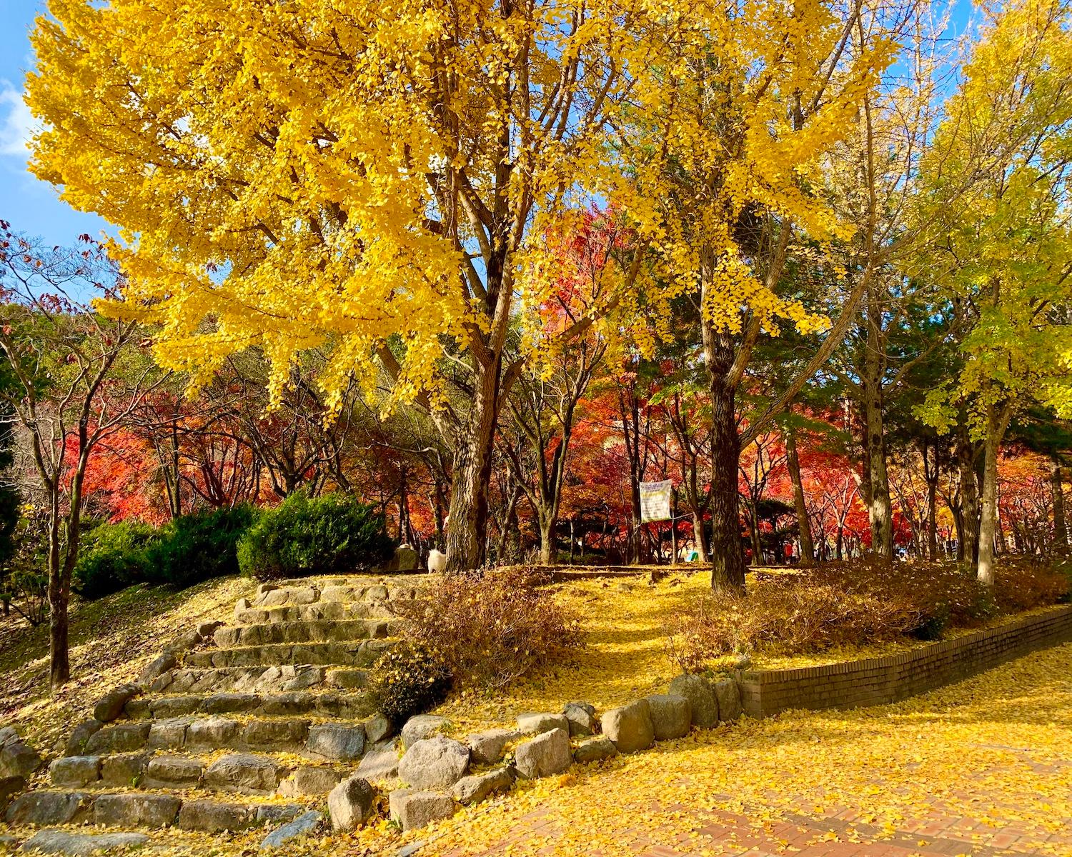 เที่ยวเกาหลีด้วยตัวเอง