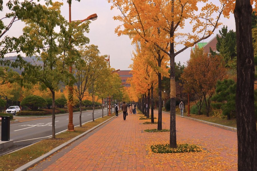 韓國 大邱 賞楓