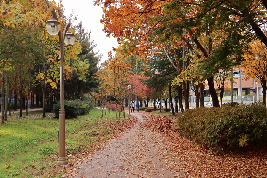 大邱賞楓 在地景點 推薦