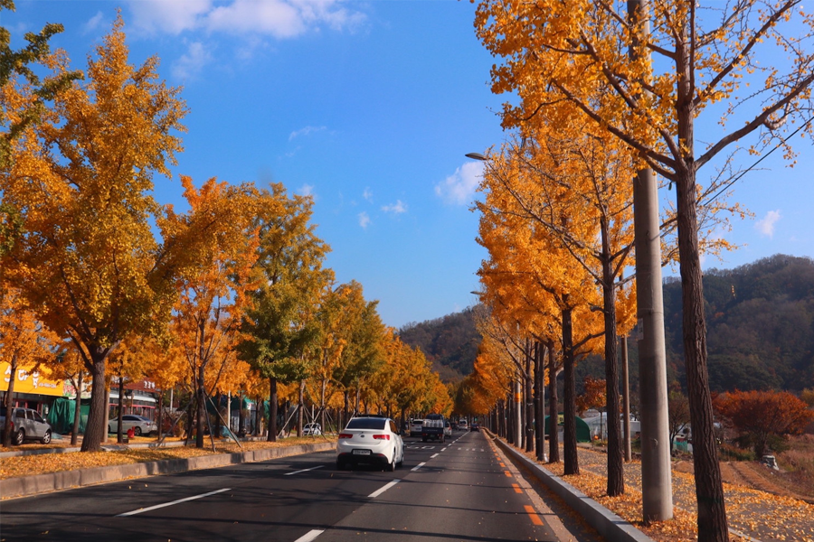 2025 楓葉景點 推薦