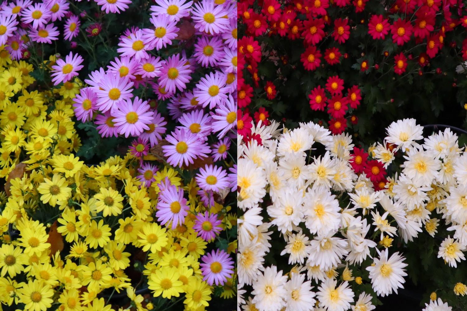 เที่ยวเกาหลี