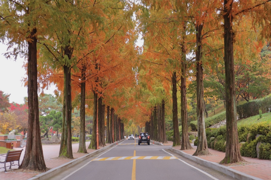 韓國秋天 賞楓 大邱