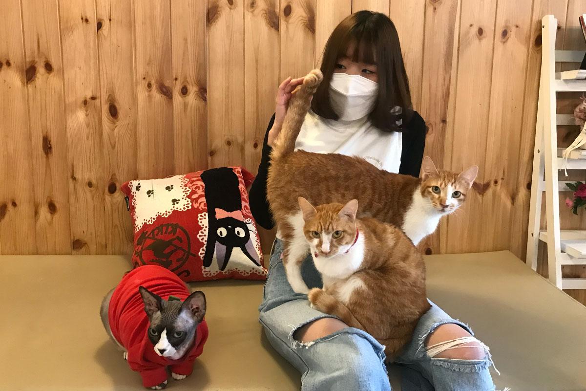 韓国、韓国旅行、韓国観光、ソウル、ソウル旅行、江南、カンナム、韓国アクティビティ、江南遊び、ボードゲーム、射撃、人生4カット、プリクラ、写真撮影、猫カフェ、タロット占い、脱出ゲーム