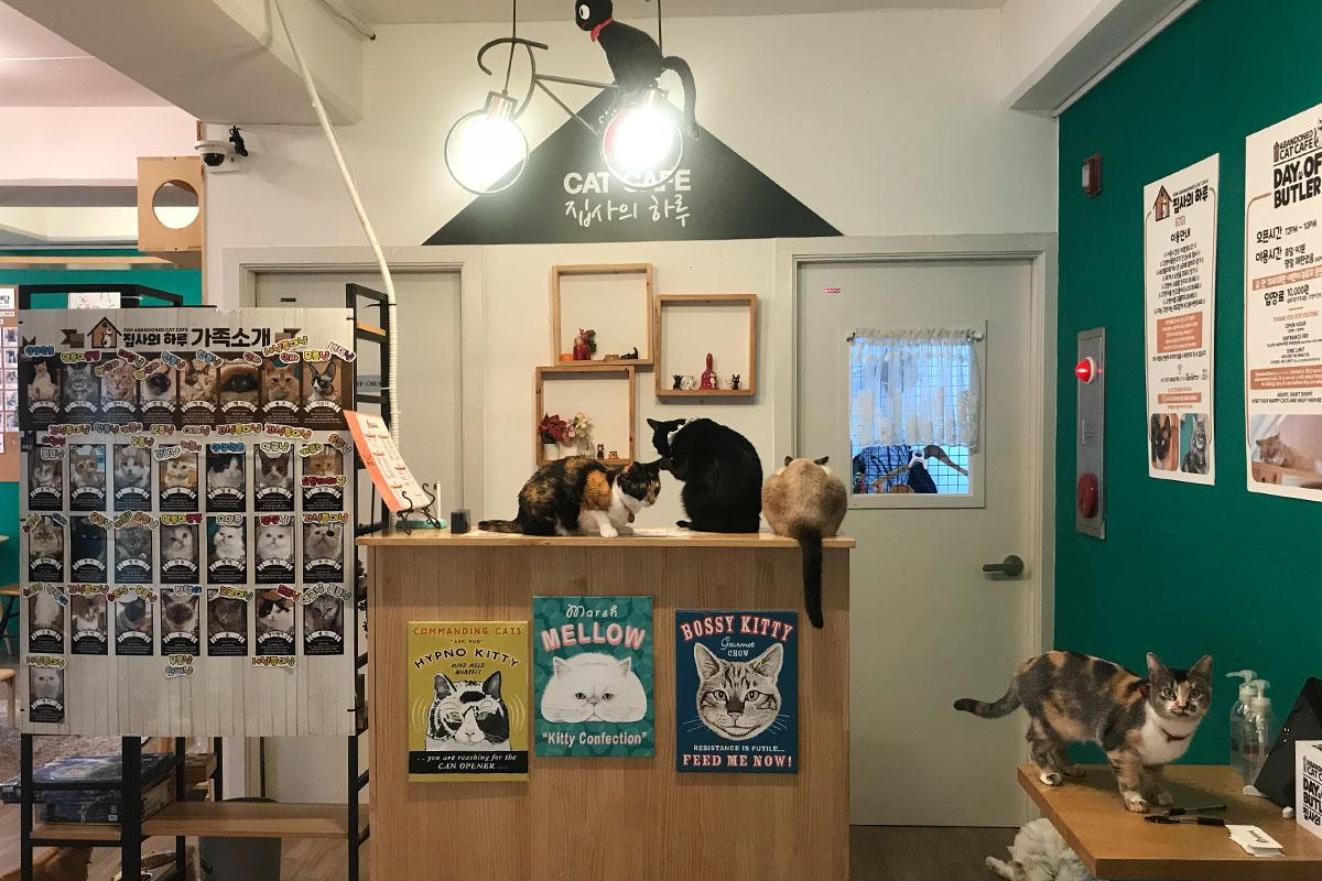 韓国、韓国旅行、韓国観光、ソウル、ソウル旅行、江南、カンナム、韓国アクティビティ、江南遊び、ボードゲーム、射撃、人生4カット、プリクラ、写真撮影、猫カフェ、タロット占い、脱出ゲーム