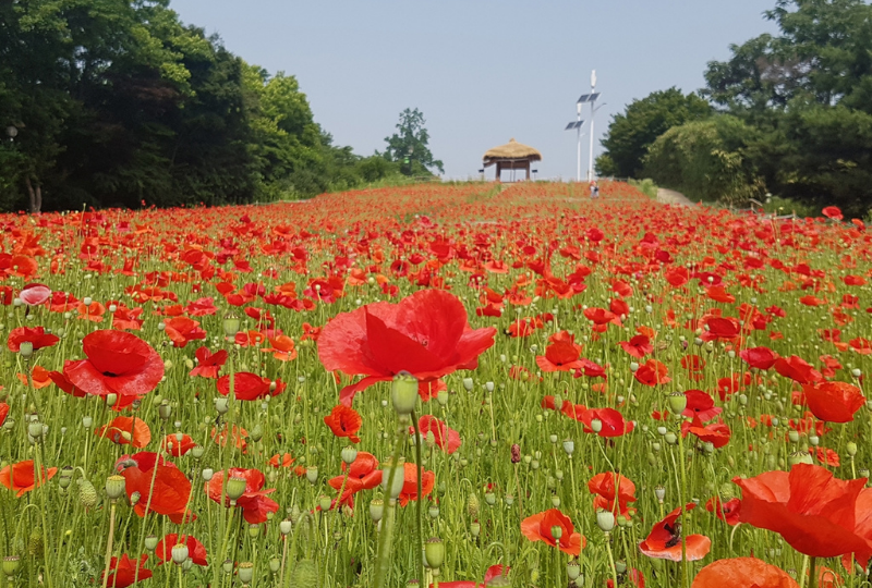 vườn hoa công viên olympic