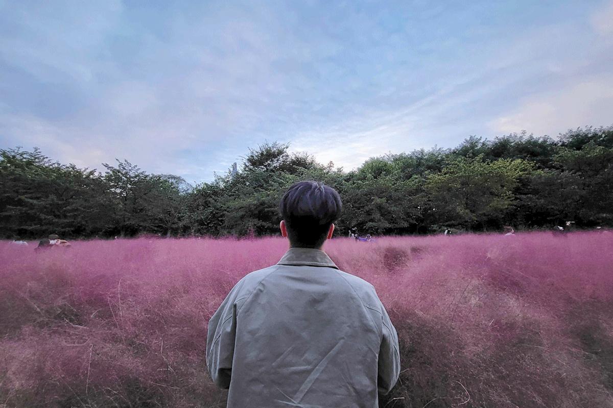 cỏ hồng ở Công viên Olympic 올림픽공원 - Tổng hợp các trải nghiệm thú vị độc đáo chỉ có ở Jamsil bạn không nên bỏ lỡ