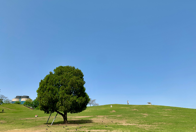 cây cô đơn công viên Olympic