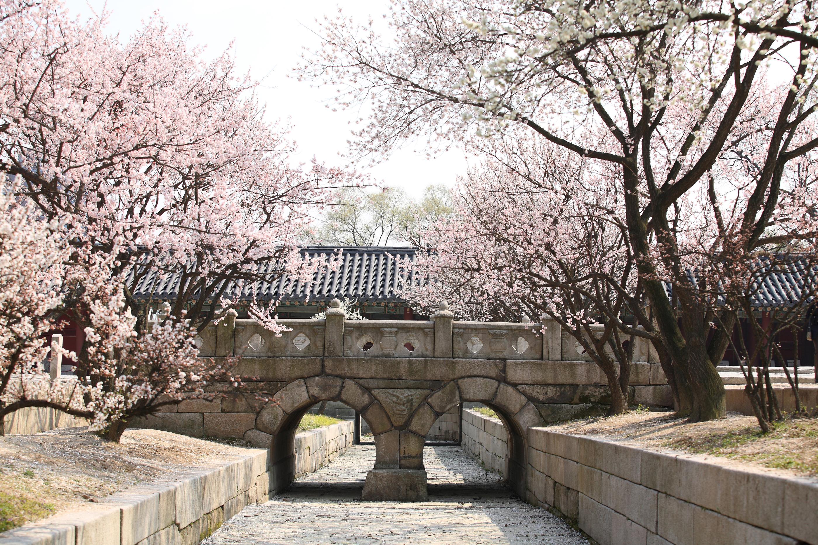 桜が咲く昌慶宮の玉川橋