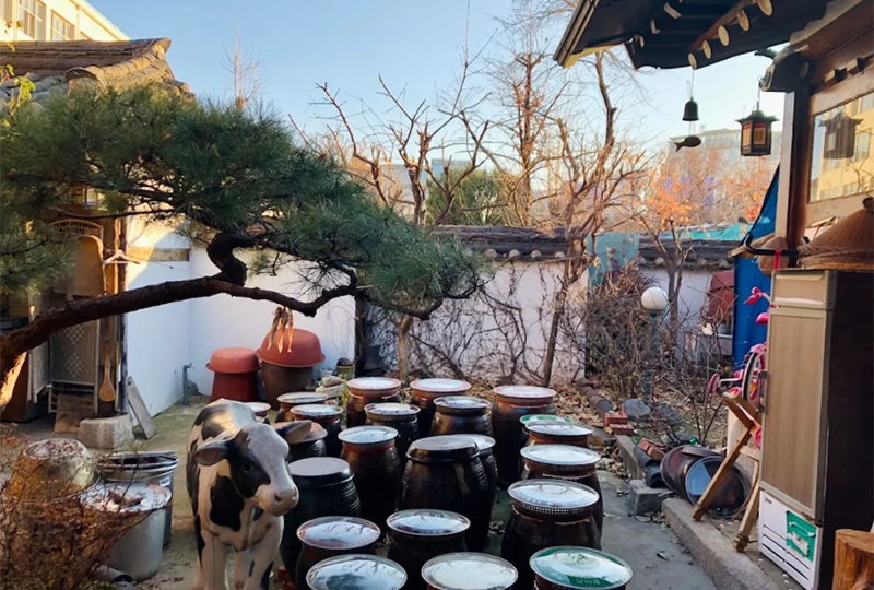 พยอกโอดง (벽오동)