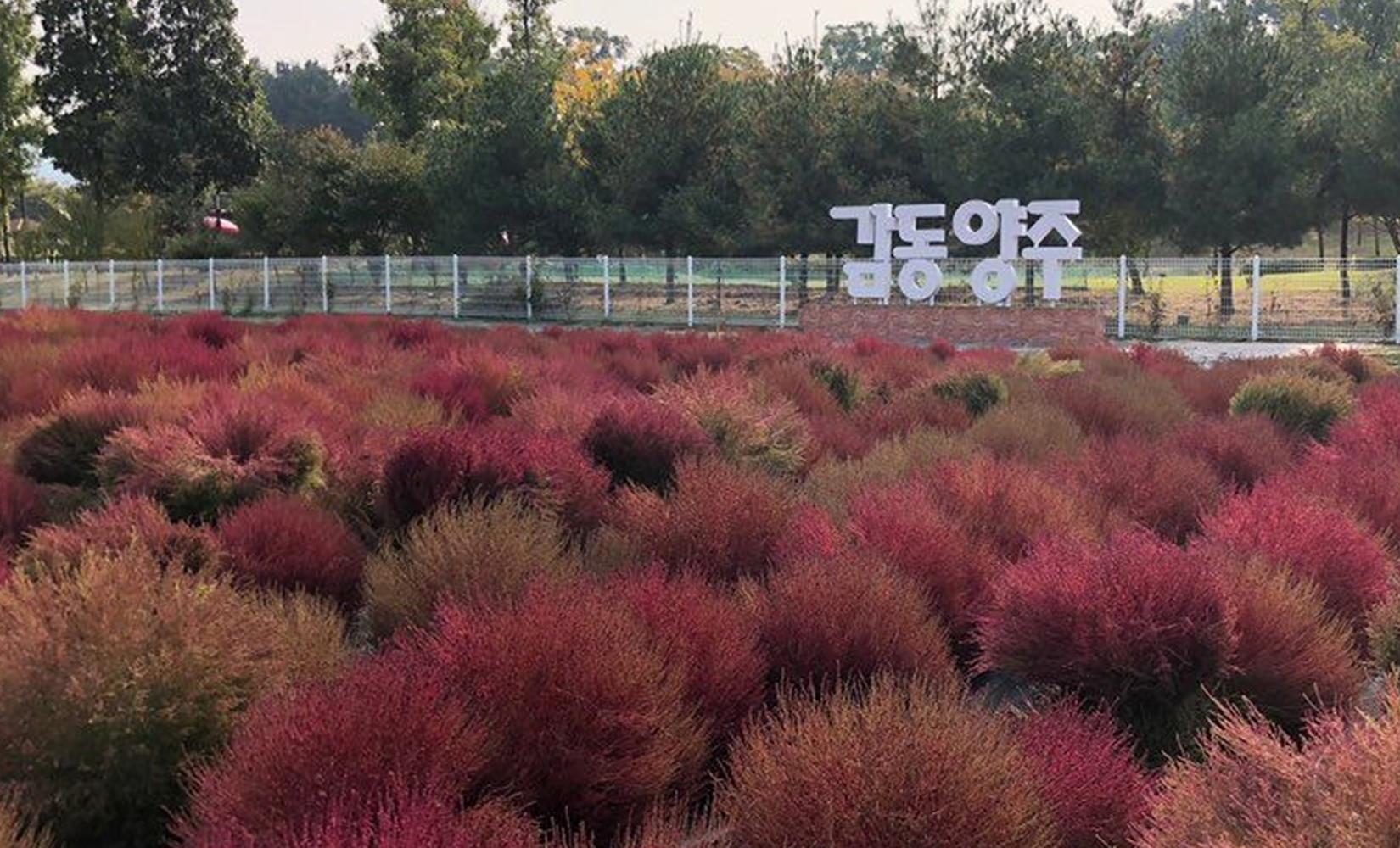 楊州一日遊行程推介
