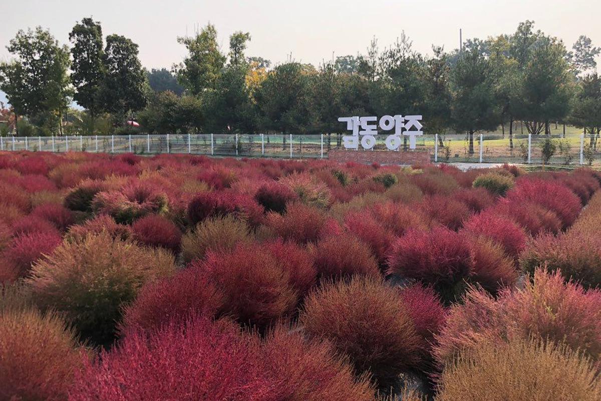 韓国、韓国旅行、ソウル、ソウル旅行、楊州、京畿道