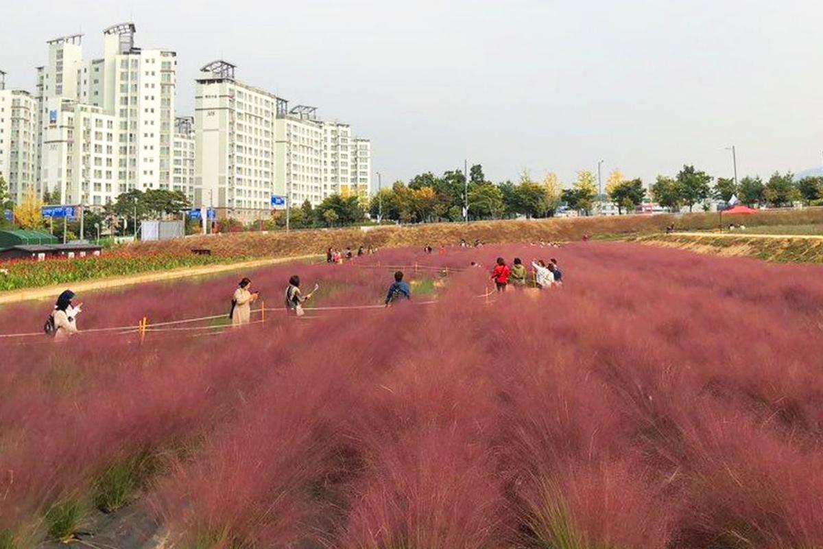 Yangju: Nari Park, people enjoying the pink mthly grass