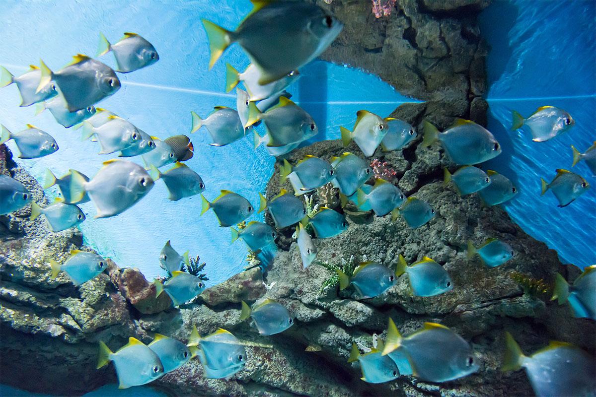 Стайка тропических рыб в аквариуме COEX, плавающих среди кораллов.