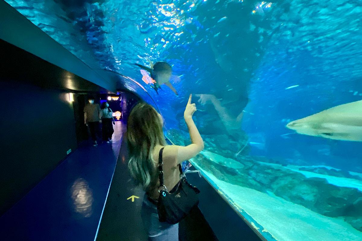 Посетительница в подводном туннеле аквариума COEX, стоящая у стеклянной стены и наблюдающая за плавающими морскими существами.