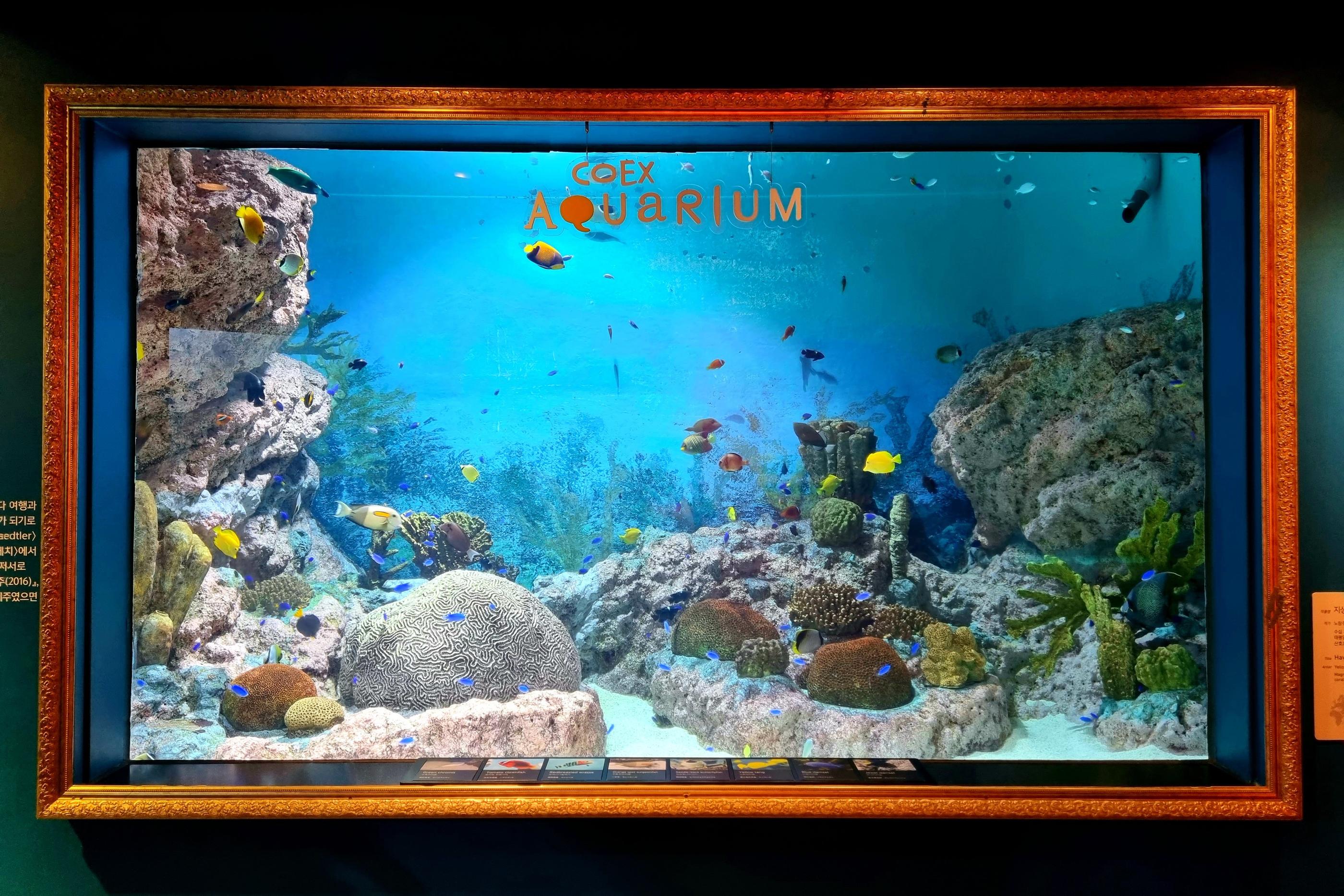 한강 하우스로 유명한 COEX 아쿠아리움의 수족관에서 금빛 코우라이 켓소와 다양한 크기의 고기들이 유영하는 장면이다. 이 사진은 해양 생물의 다양성과 수족관의 아름다움을 강조한다.
