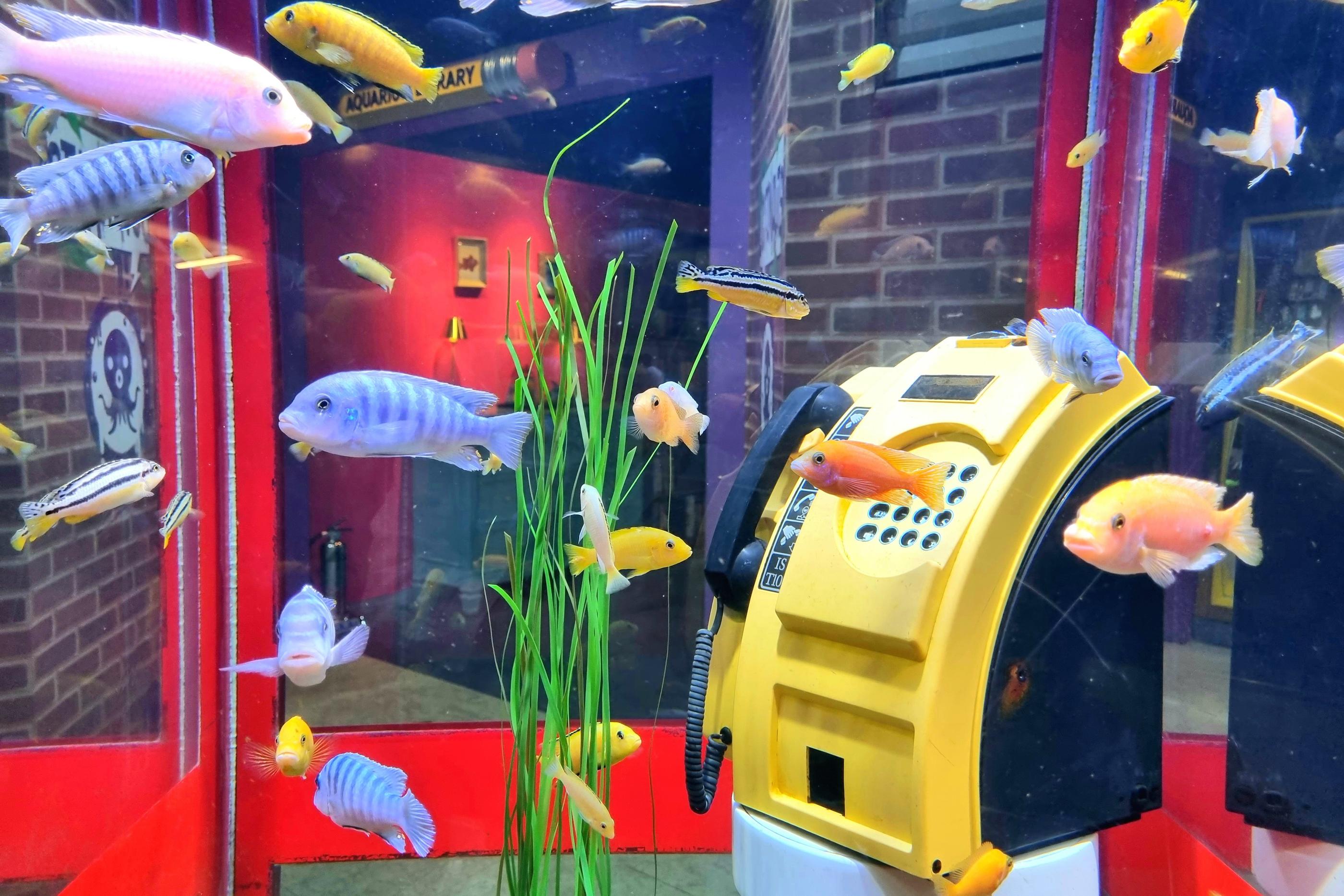 이 사진은 COEX 아쿠아리움의 또 다른 전시물을 보여줍니다. 조화롭게 디자인된 전통 한옥 스타일의 벽이 보이는데, 여기에 몇몇 그림이 걸려 있다. 전경에는 편안하게 헤엄치는 많은 물고기들이 있고, 맑은 물 위로 한국 전통 분위기가 물씬 느껴진다.