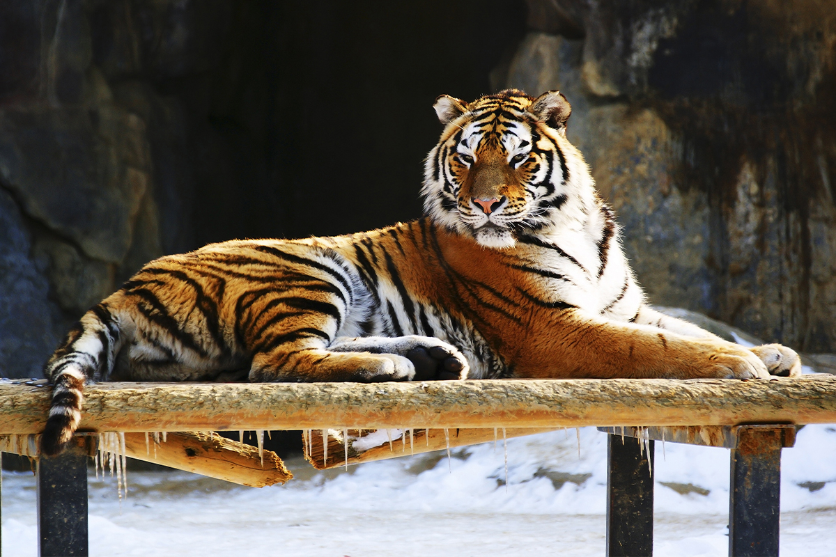 韓国、韓国芸能人、韓国アイドル、韓国歌手、十二支、韓国文化、寅年生まれ、同い年