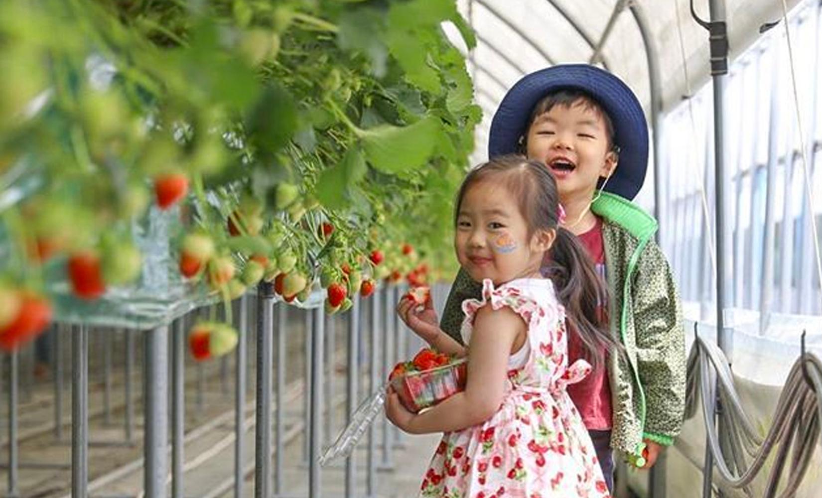 Strawberry Picking & Sightseeing Tour Around Seoul