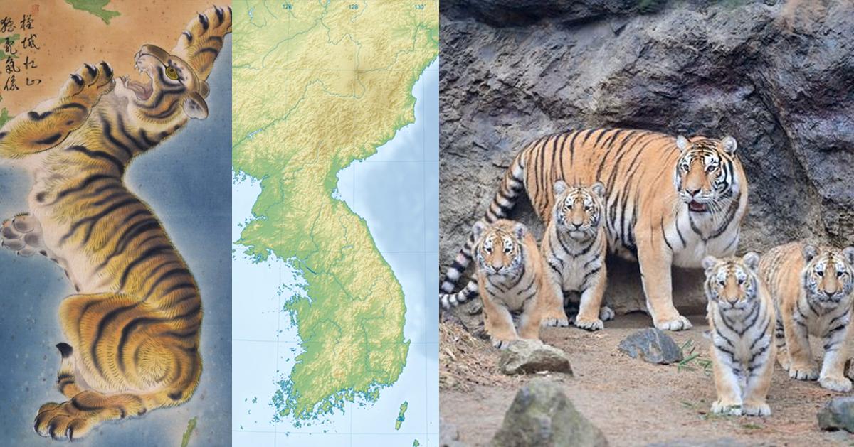 Creatrip: 韓国の象徴「虎」が持つ意味 - 韓国 (旅行情報)