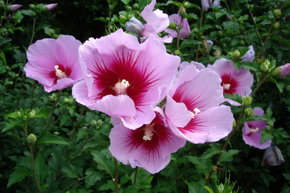 韓国、韓国文化、韓国常識、常識クイズ、上級編、韓国歴史、オリンピック、ホドリ、東大門、崇礼門、国宝、国家、国花、ムクゲの花