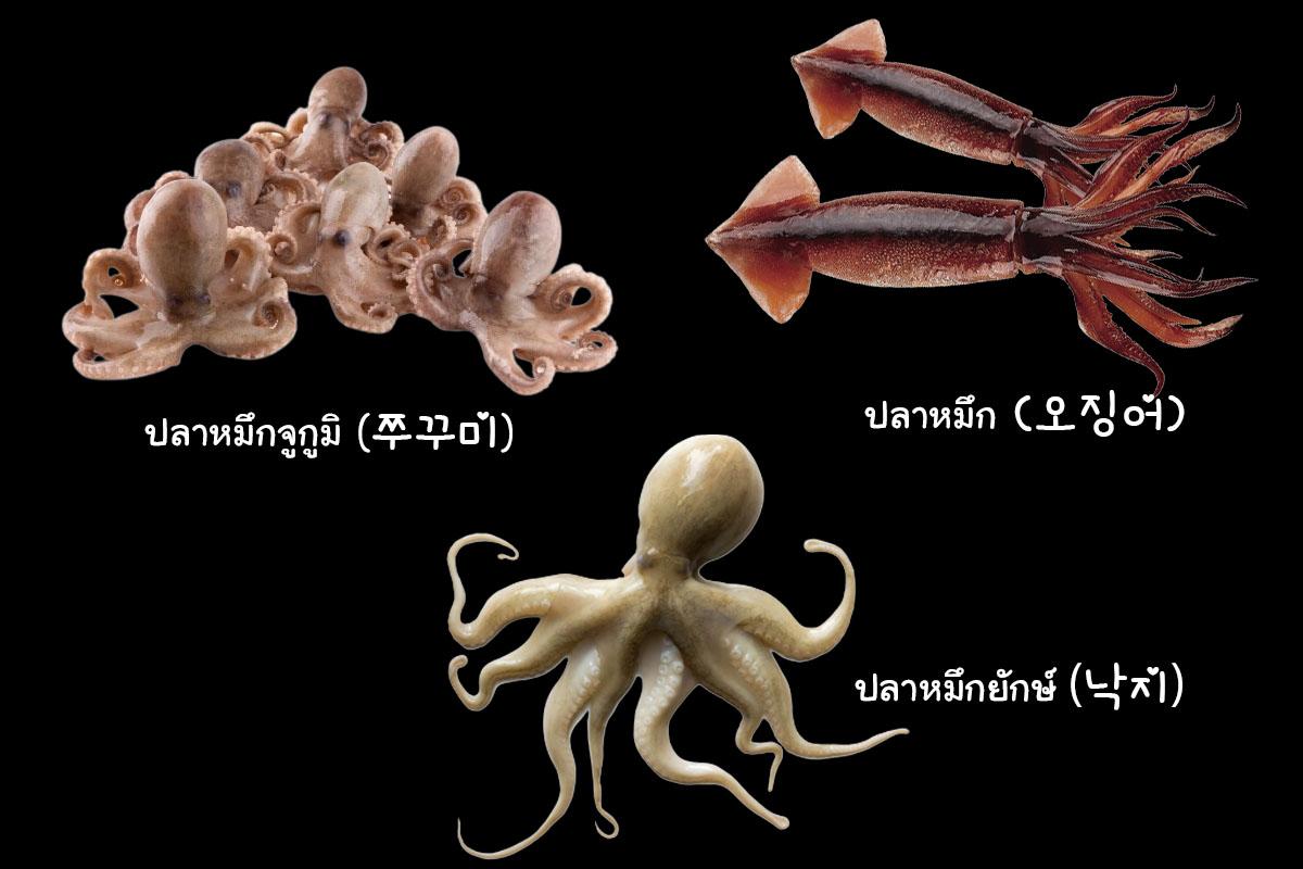 ปลาหมึกเกาหลี