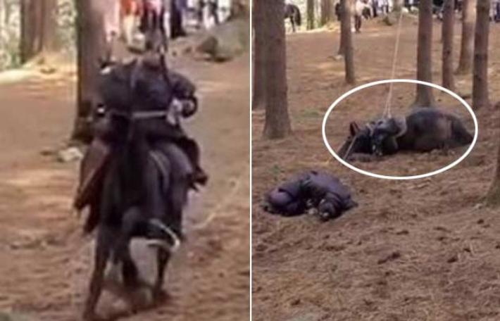 「太宗イ・バンウォン」馬が結局死亡…「動物虐待、放送廃止」国民請願