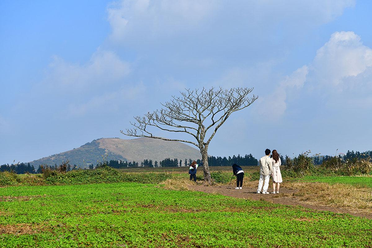 เกาะเชจู