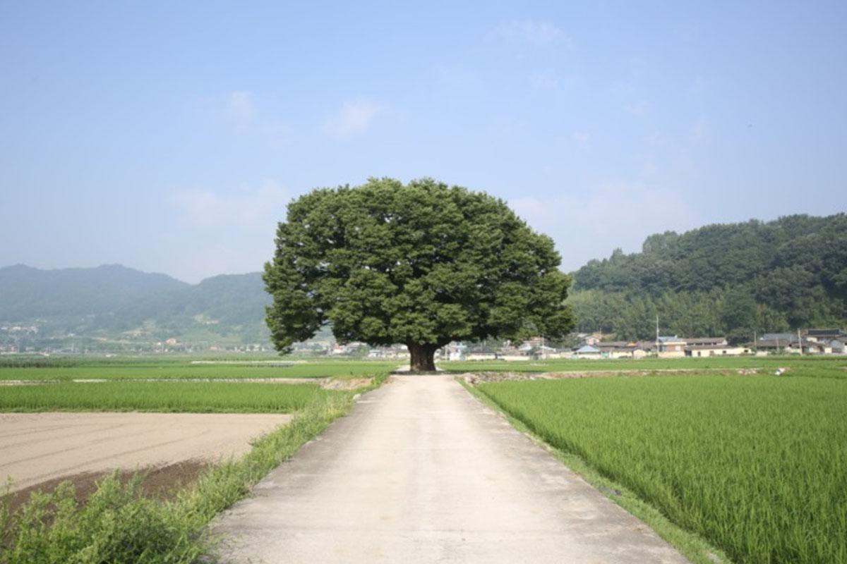 เที่ยวเกาหลีด้วยตัวเอง