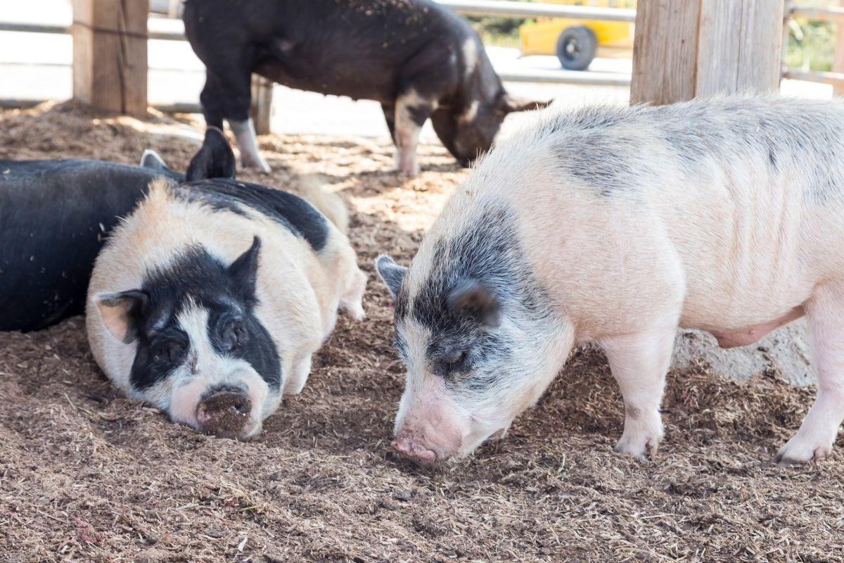 người hàn nằm mơ thấy heo, lợn