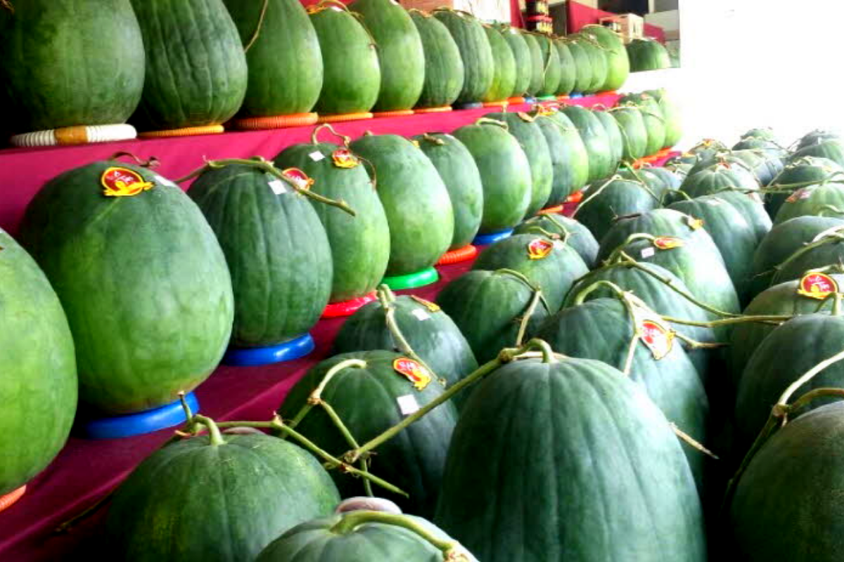 dưa hấu mudeungsan đắt nhất hàn quốc