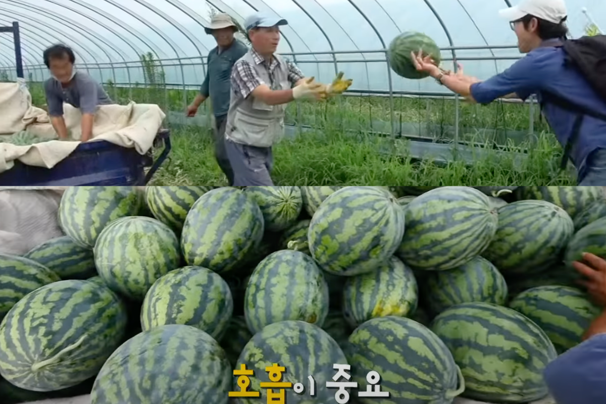 cách thu hoạch dưa hấu thông thường