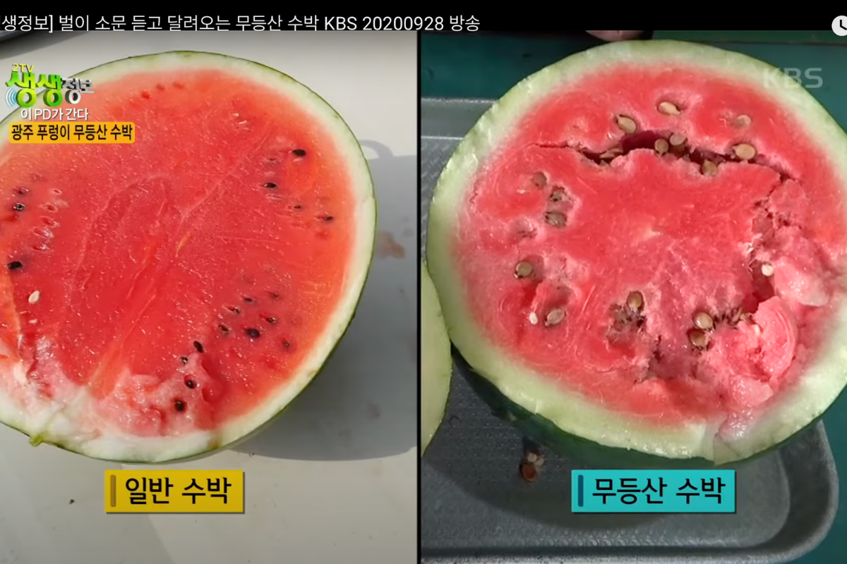 sự khác biệt giữa dưa hấu thông thường và dưa hấu mudeungsan đắt nhất hàn quốc