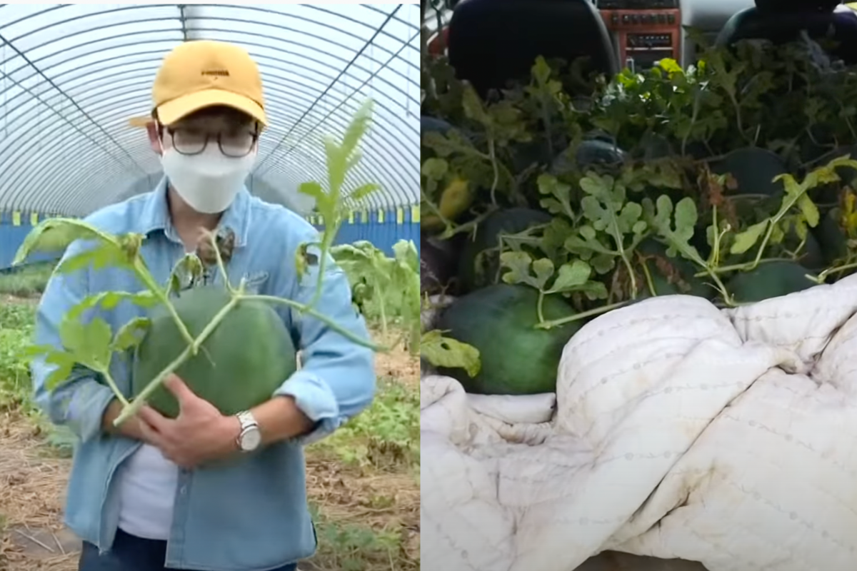 thu hoạch dưa hấu mudeungsan đắt nhất hàn quốc