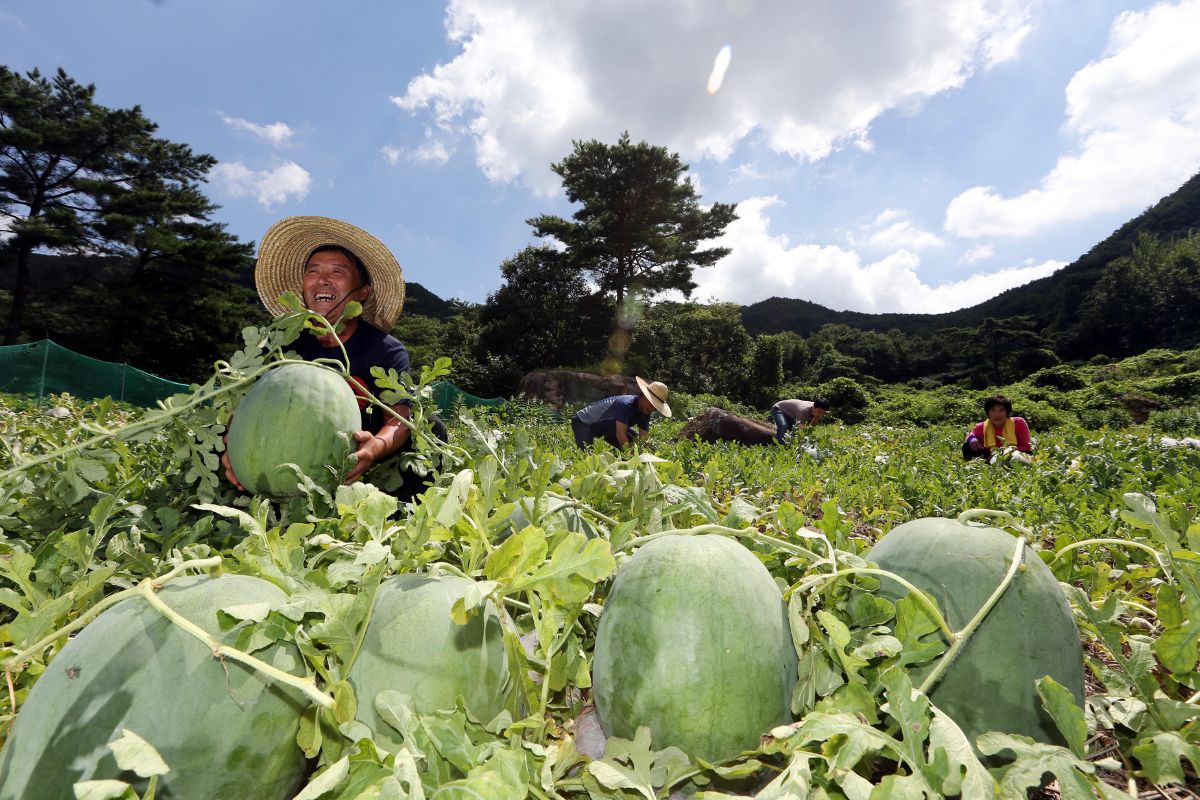 người nông dân thu hoạch dưa hấu mudeungsan đắt nhất hàn quốc