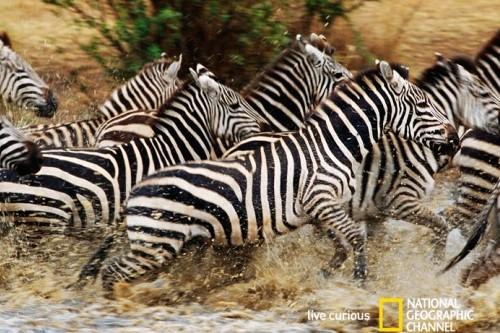 National Geographic Channelのドキュメンタリー紹介画像。