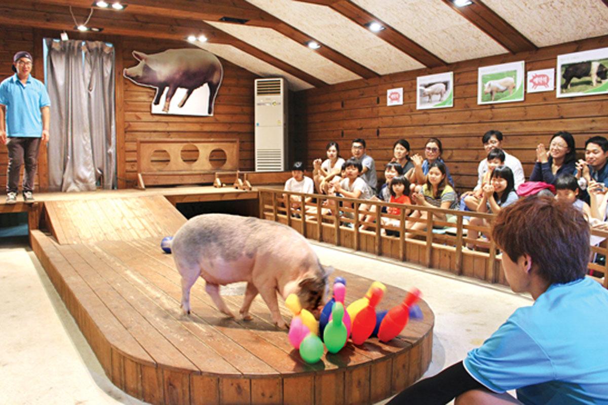 韓国、韓国旅行、韓国観光、ソウル、ソウル旅行、済州島、韓国博物館、不思議な博物館、おもしろ博物館、ハローキティ、韓国トイレ博物館、みみずく博物館、韓国家具、韓国インテリア、フィギュア、韓国映画、ジャージャー麺、チャジャンミョン博物館、仁川チャイナタウン